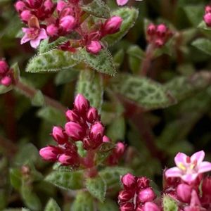 植木鉢,花いろいろ,バラと夢CLUB,おうち園芸,2019同期の画像