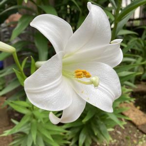 アガパンサス,テッポウユリ,球根,地植え,ガーデニングの画像