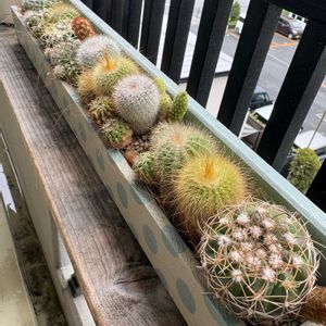 サボテンの寄せ植えの画像