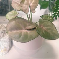 シンゴニウムの画像