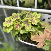 ヒューケラ,ヒューケレラ,ヒューケラ ドルチェ,ガーデニング,花のある暮らしの画像