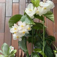 フクシア,ベゴニア,コケサンゴ,木立ベゴニア スワンの画像