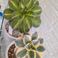 ハオルチア,多肉植物,ディッキア,ハオルチア属,アエオニウムの画像