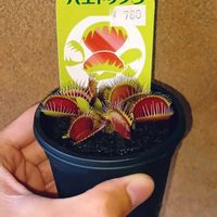 ハエトリソウ,食虫植物,Dionaea muscipulaの画像