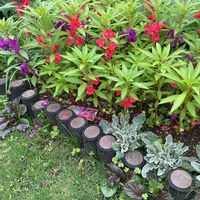 ホウセンカ,マリーゴールド,朝顔,エリゲロン,花壇の画像