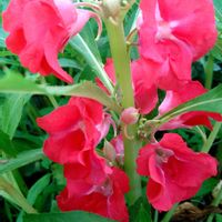 ホウセンカ,種から,花のある暮らし,SDGs,心に笑顔の花をの画像