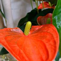 アンスリウム,花言葉,今日のお花,お出掛け先で,全てに祈りを♪の画像