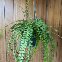 アジアンタム,アジアンタム　コーダータ,アジアンタム コーダタム,観葉植物,シダ植物の画像