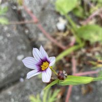ニワゼキショウ,#最前線のあなたへ,明日はきっと良い日になる,今日を良い日に,幼鳥シリーズの画像