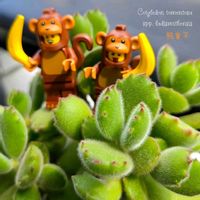 サボテン,熊童子,クラバータ,牡丹玉,コチレドン 熊童子の画像