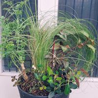 カレックス,リシマキア,チェッカーベリーの花,ペルシカリア,百両(カラタチバナ)の画像