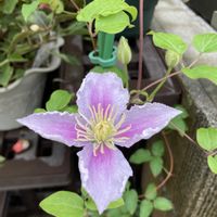 クレマチス,花のある暮らし,おうち園芸の画像