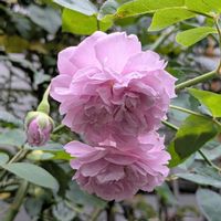 スカビオサ,バラ,バラ,紫陽花,ガーデニングの画像