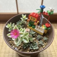 オシロイバナ,オシロイバナ,ランタナ,ランタナ,リアトリスの画像