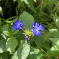 ルリマツリモドキ ブルーサファイア,花のある暮らし,庭の宿根草,花木と宿根草の庭,小さな庭の画像