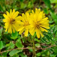 ダイコンソウ,オニタビラコ,キツネノボタン,ジシバリ,山野草の画像
