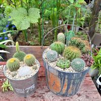 サボテン,多肉植物,ガーデニング,サボテンの寄せ植えの画像