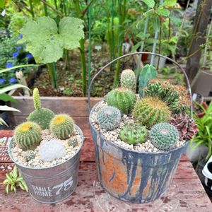 サボテン,多肉植物,ガーデニング,サボテンの寄せ植えの画像