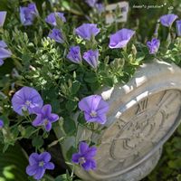 コンボルブルス,コンボルブルス ブルーコンパクタ,お花のある暮らし,お花に癒されて,小さな庭の画像