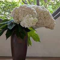 カシワバアジサイ,私の生け花,エントランスの画像
