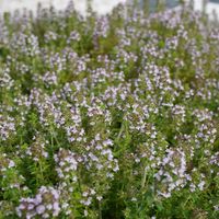 クリーピング タイム,グランドカバー,ピンクの花,マクロ撮影,緑のある暮らしの画像