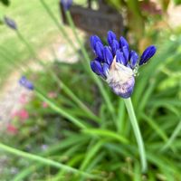 アガパンサス,山紫陽花,マサキの画像
