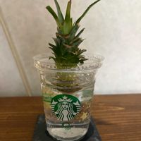 パイナップル,水耕栽培,グリーンのある暮らし,リビング・ダイニングの画像