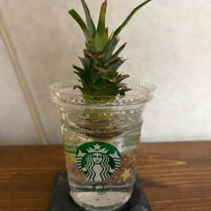パイナップル,水耕栽培,グリーンのある暮らし,リビング・ダイニングの画像