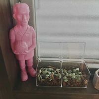 ペペロミア,ペペロミア,ディスキディア,ディスキディア,ディスキディア ヌンムラリア バリエガータの画像