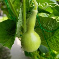 ヒョウタンの画像