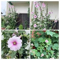 マツバギク,タチアオイ,ホリホック（タチアオイ）,モッコク,お墓参りの画像
