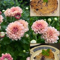 クリサンセマム,癒される,素敵な色合い,おうち園芸,m.sweetsコラボの画像