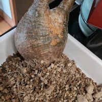 パキポディウム・グラキリス,パキポディウムグラキリス現地球,植え替え,塊根植物,パキポディウム属の画像