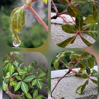 セイヨウニンジンボク,ヘンリーヅタ,ムギワラギク,ロベリア,アズーロ・コンパクトの画像