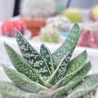ガステリア 子宝,多肉植物,観葉植物,ガステリア,ガーデニングの画像