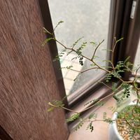 ソフォラ　リトルベイビー,わが家の観葉植物❢の画像