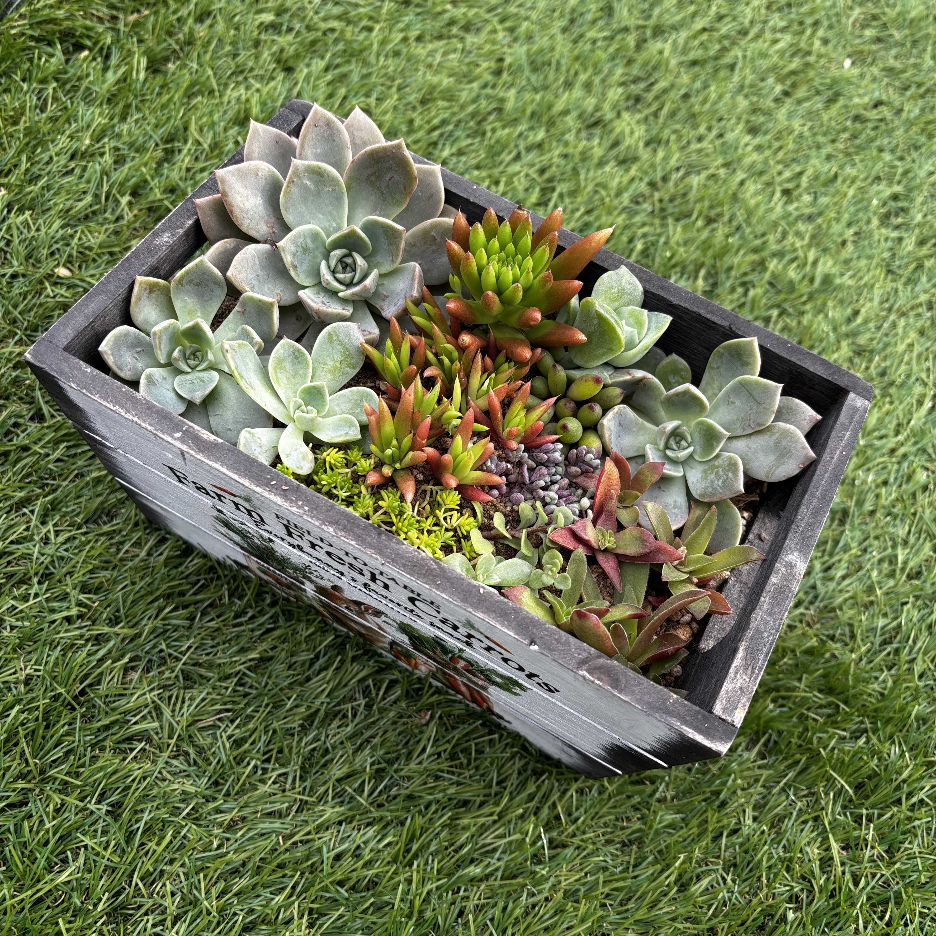 多肉植物の寄せ植えをつくろう！植える種類の組み合わせはどうする