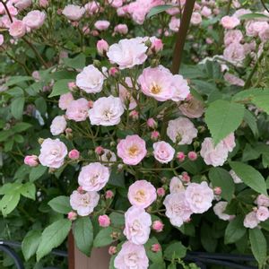 ピンクの花,可愛らしい,北海道,綺麗なピンク,バラを楽しむの画像
