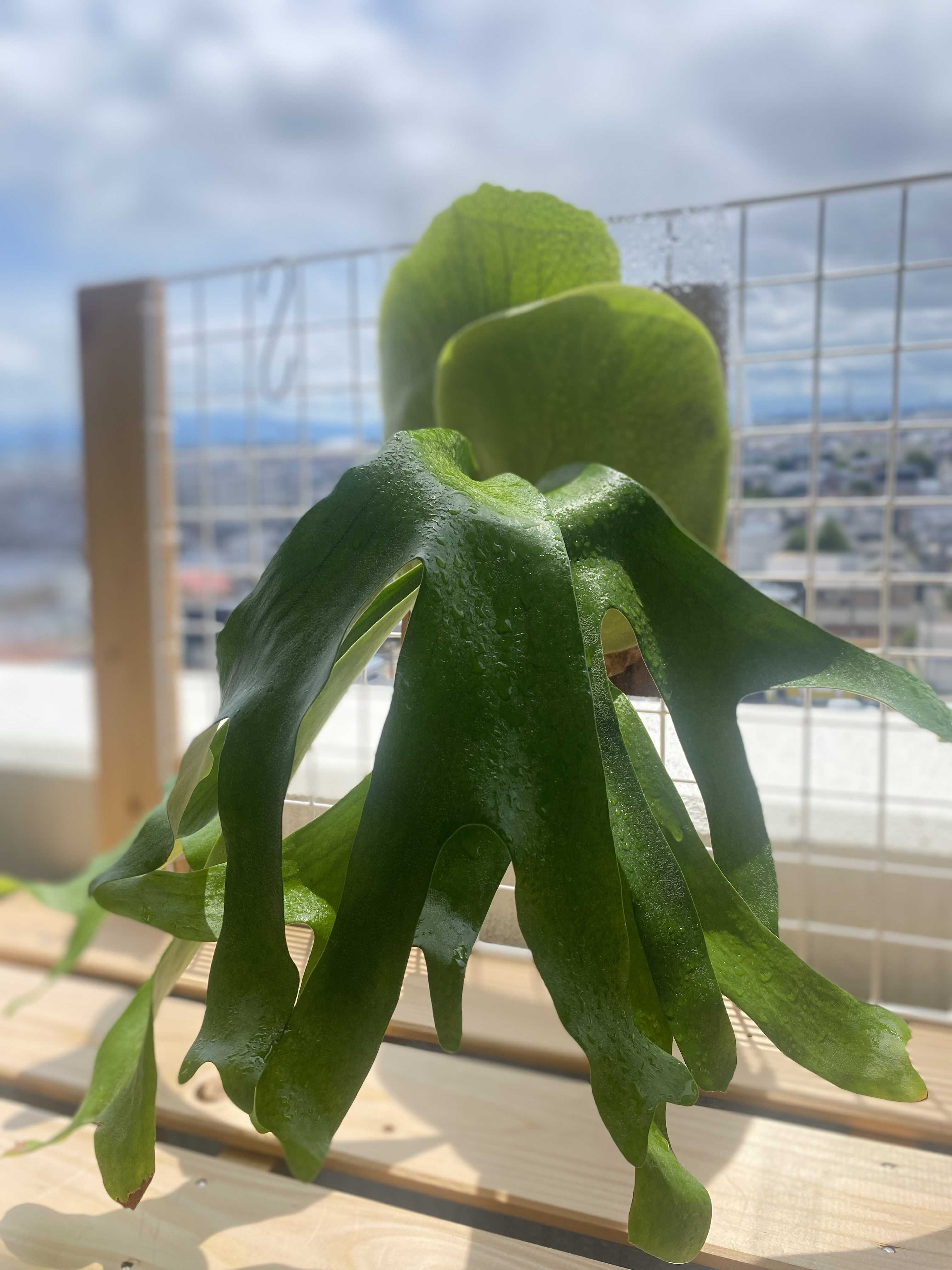 ペガサスの成長点について ビカクシダの森