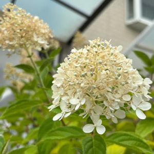 ノリウツギ,癒し,ありがとう♡,お花に囲まれて,花と暮らすの画像