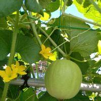 メロン,メロン,花言葉,今日のお花,国営越後丘陵公園の画像
