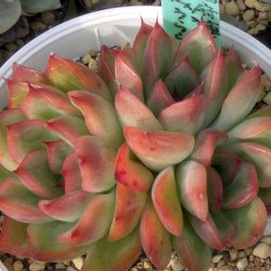 多肉植物,葉挿し,多肉寄せ植え,実生苗,葉挿しっ子の画像