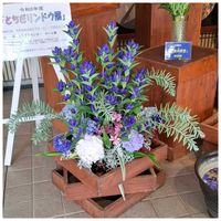 リンドウ,癒し…♡,すてき…♡,か〜わい〜,☆yumi☆とちぎ花センターの画像