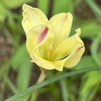 テッポウユリ,ハブランサス・アンダーソニー,散歩,球根植物,黄色い花の画像