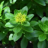 キリンソウ,果実,山野草,ビタミンカラー,黄色い花の画像