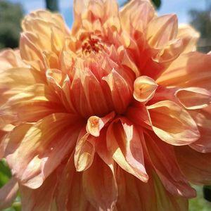 薔薇 ピンクパンサー,薔薇 ピンクパンサー,ダリア大輪,ダリア大輪,ダリア大輪の画像