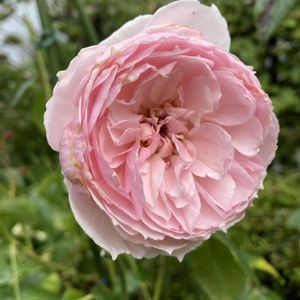 DAの薔薇,薔薇 ザ ウェッジウッド ローズ,薔薇 ザ ウェッジウッド ローズ,鉢植え,ピンクの花の画像