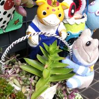 パイナップル,ルビーネックレス,火祭り,アロマティカス,四季咲きアジサイ 霧島の恵の画像