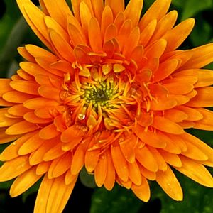 ルドベキア,ルドベキア,キュウリの花,キュウリの花,ルドベキア　グラフティキャラメルの画像