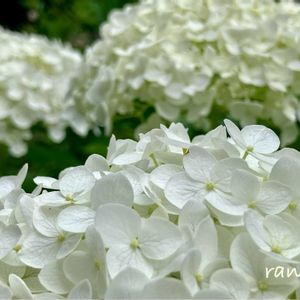 地植え,小さな庭の画像